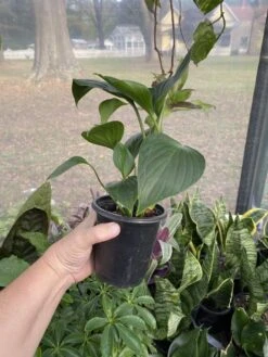 Anthurium Sect Pachyneurium Big Red Bird 3 Inch Pot Live Plant -Cheap Plantly Store 43D29FF6 5FFF 49FC 8D8F 17EFEF253B82 1 105 c