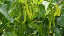 King Mulberry 11 King Mulberry -Cheap Plantly Store 44