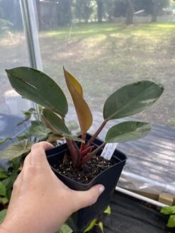 Philodendron Imperial Red 4 Inch Pot| Starter Plant -Cheap Plantly Store 44FA4D52 2241 4891 BF9C B0D0FD0D80F0 1 105 c