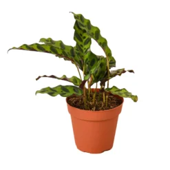 Rattlesnake Plant | Calathea Lancifolia | Exotic Houseplant -Cheap Plantly Store 44b003b7 ffec 522a bdf5 8343a4ddf687 902x902