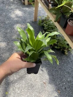 Dracaena Or Dragon Tree Janet Craig Compacta 4 Inch Tall Pot Live -Cheap Plantly Store 45027243 3C7D 492E BB82 4743FAA6C731 1 105 c