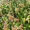 Oncidioda Jimbo 'Swarm' Orchid, Fragrant Flowers, Live Plant From Hawaii 1 Oncidioda Jimbo 'Swarm' Orchid, Fragrant Flowers, Live Plant From Hawaii -Cheap Plantly Store 45911329 1215722928578555 4848747455589646336 n 1
