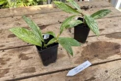 Hoya Pubicalyx Silver Splash 2 Inch Pot Rooted Starter Plant 18 Hoya Pubicalyx Silver Splash 2 Inch Pot Rooted Starter Plant -Cheap Plantly Store 45AECDC4 2CFF 4020 A670 99D0936F446B 1 201 a