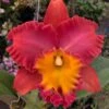 Rlc. Orange Diamond ‘Throat Of Gold’ Comes In 2" Pot -Cheap Plantly Store 46501794 1748371038625921 1181468868028137472 n