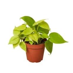 Lively Philodendron Neon | Easy-care Epiphytic Vine | Vibrant Foliage | 4-inch Pot -Cheap Plantly Store 468de714 d1cb 5dab a4be b1f4c32a6e5d ac63d5d1 466f 4d04 a3e5 8c655c75e749 700x700 1