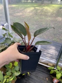 Philodendron Imperial Red 4 Inch Pot| Starter Plant -Cheap Plantly Store 47E4908A 1F91 4D4D 9A55 04FD81DB159B 1 105 c