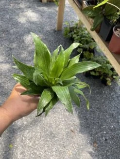 Dracaena Or Dragon Tree Janet Craig Compacta 4 Inch Tall Pot Live -Cheap Plantly Store 482E5428 1D98 46DD A2C6 FE37F9D3DDC5 1 105 c