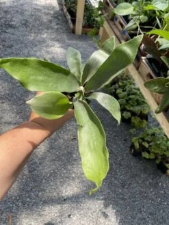 Fern Staghorn Or Platycerium Bifurcatum Netherlands 4 Inch Pot Live Plant 17 Fern Staghorn Or Platycerium Bifurcatum Netherlands 4 Inch Pot Live Plant -Cheap Plantly Store 48713926 06C3 44E0 9B4D 4A90E77C97E3 1 105 c