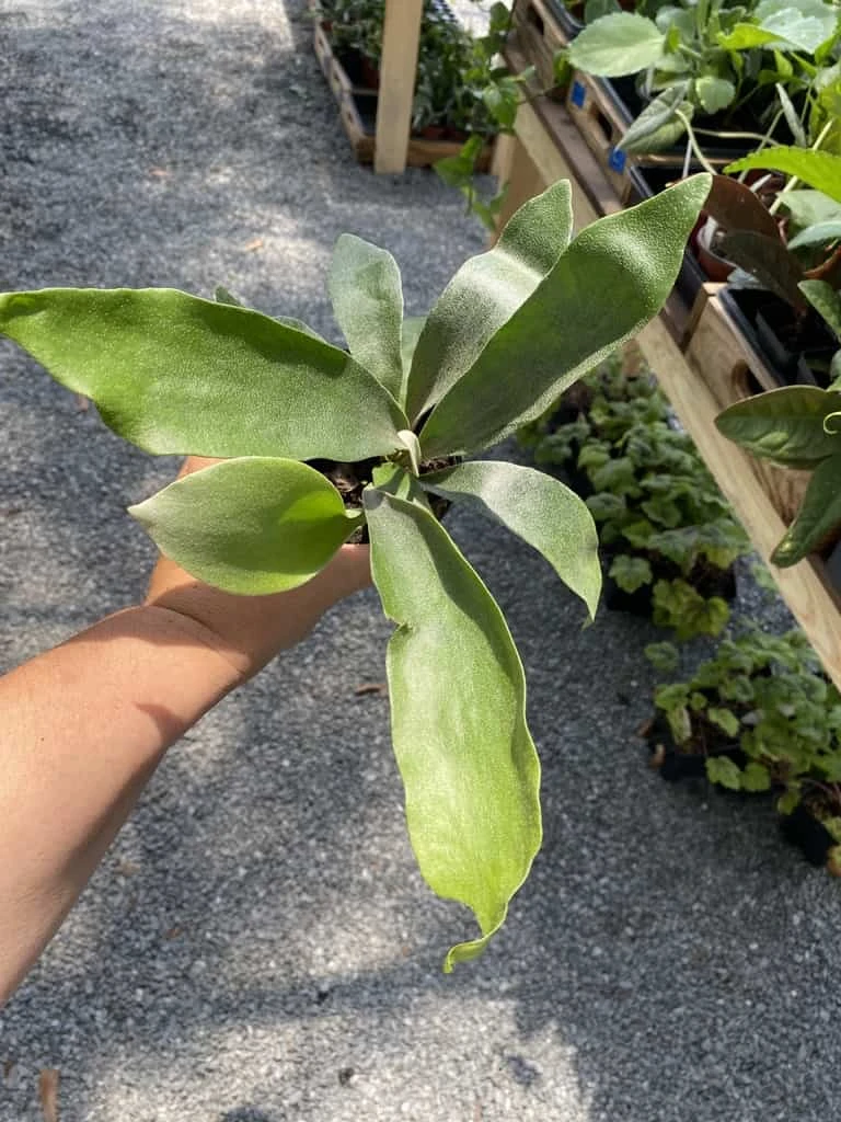 Fern Staghorn Or Platycerium Bifurcatum Netherlands 4 Inch Pot Live Plant 6 Fern Staghorn Or Platycerium Bifurcatum Netherlands 4 Inch Pot Live Plant - Image 4