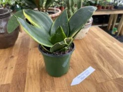 Snake Plant Or Sansevieria Black Gold 4" Pot Live Plant -Cheap Plantly Store 49660349 6E7D 49A2 A0EB 47A46396468B 1 105 c