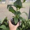 Anthurium Sect Pachyneurium Big Red Bird 3 Inch Pot Live Plant -Cheap Plantly Store 4983186D 2A16 4F68 AAED D024743EA573 1 105 c