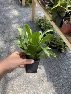 Dracaena Or Dragon Tree Janet Craig Compacta 4 Inch Tall Pot Live -Cheap Plantly Store 4A18ADF0 E222 4614 9D66 84A42ACB2EF1 1 105 c