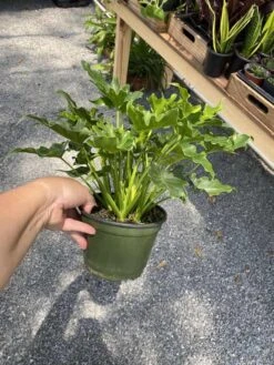 Philodendron Selloum Little Hope 6" Pot Live Plant -Cheap Plantly Store 4A2C21FD 2707 4000 9E73 E72D991DB2E6 1 105 c