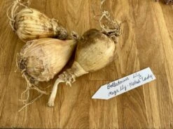 Lily Spider Belladonna Or Magic Lily Naked Lady 14 Lily Spider Belladonna Or Magic Lily Naked Lady -Cheap Plantly Store 4BACA515 736C 45CD A277 07F8677657F6 1 105 c