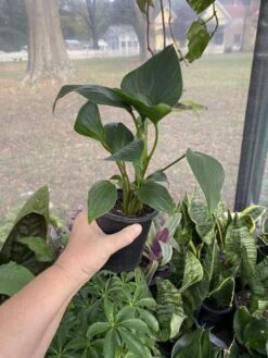 Anthurium Sect Pachyneurium Big Red Bird 3 Inch Pot Live Plant -Cheap Plantly Store 4BBDEECF CD33 46EE B5AA 04E7FDB03E0B 1 105 c