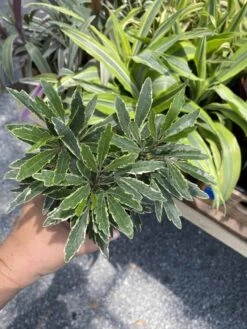False Aralia Or Dizygotheca Elegantissima Bianca 4" Pot Live Plan -Cheap Plantly Store 4BC01952 4BDA 49D8 94F9 75B721DA25A0 1 105 c