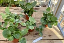 Hoya Chelsea Wax Flower Porcelain Flower 3 Inch Pot Plant 16 Hoya Chelsea Wax Flower Porcelain Flower 3 Inch Pot Plant -Cheap Plantly Store 4C7FEA26 F6B9 498B A7F0 E89DDFBA93F7 1 201 a