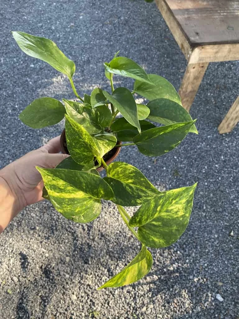 Pothos Or Devil's Ivy Golden Or Hawaiian? 4 Inch Pot Live Plant 11 Pothos Or Devil's Ivy Golden Or Hawaiian? 4 Inch Pot Live Plant - Image 9