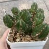 EUPHORBIA HANDIENSIS 1 EUPHORBIA HANDIENSIS -Cheap Plantly Store 4D40ED99 D559 4398 A341 A69DFDC7AB28