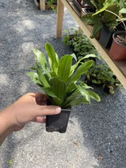 Dracaena Or Dragon Tree Janet Craig Compacta 4 Inch Tall Pot Live -Cheap Plantly Store 4E25C29F 08E3 4CD6 9759 AE9D4D40025E 1 105 c