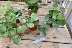 Hoya Chelsea Wax Flower Porcelain Flower 3 Inch Pot Plant 17 Hoya Chelsea Wax Flower Porcelain Flower 3 Inch Pot Plant -Cheap Plantly Store 4FCFD084 2BB5 4A7F B6CB 8B434E47AFF3 1 201 a