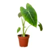 Frydek | Alocasia Micholitziana | Exotic Houseplant -Cheap Plantly Store 4 ALOCASIA FRYDEK 1 938x938
