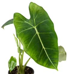 Frydek | Alocasia Micholitziana | Exotic Houseplant -Cheap Plantly Store 4 ALOCASIA FRYDEK 2 938x938