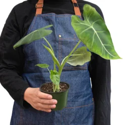Frydek | Alocasia Micholitziana | Exotic Houseplant -Cheap Plantly Store 4 ALOCASIA FRYDEK 3 938x938