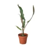 Alocasia Purple Sword | Alocasia Lauterbachiana | Rare Houseplant -Cheap Plantly Store 4 ALOCASIA PURPLE SWORD 1 500x500