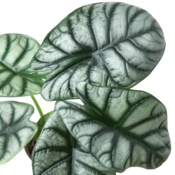 Alocasia Silver Dragon | Alocasia Baginda | Exotic Houseplant -Cheap Plantly Store 4 ALOCASIA SILVER DRAGON 2 500x500