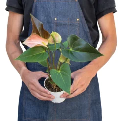 Anthurium Rainbow Champion | Anthurium Andraeanum | Flowering Houseplant 7 Anthurium Rainbow Champion | Anthurium Andraeanum | Flowering Houseplant -Cheap Plantly Store 4 ANTHURIUM RAINBOW 2 75cdd424 dd86 47a7 a0ad c4613674875c 902x902