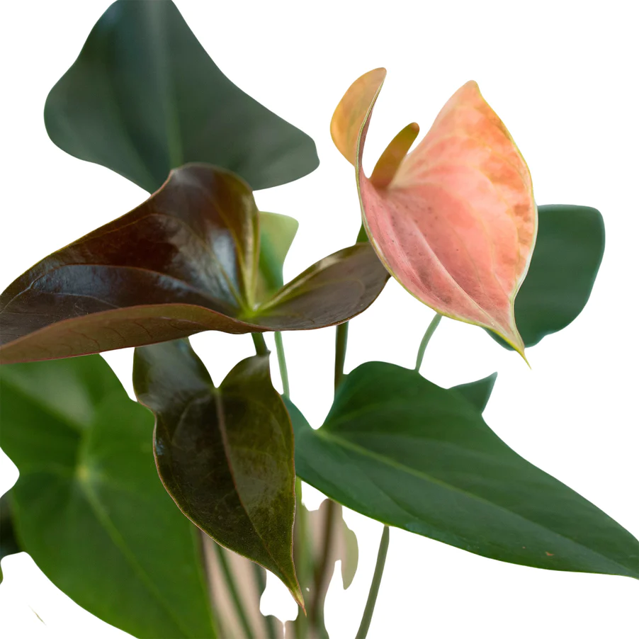 Anthurium Rainbow Champion | Anthurium Andraeanum | Flowering Houseplant 4 Anthurium Rainbow Champion | Anthurium Andraeanum | Flowering Houseplant - Image 2
