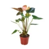 Anthurium Rainbow Champion | Anthurium Andraeanum | Flowering Houseplant -Cheap Plantly Store 4 ANTHURIUM RAINBOW 902x902