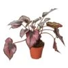 Rex Begonia Indoor Plant - Rare And Beautiful | 4-inch Pot 2 Rex Begonia Indoor Plant - Rare And Beautiful | 4-inch Pot -Cheap Plantly Store 4 BEGONIA REX 1 dbdba00e 7909 4f21 a66f 57cc3dc0e820 700x700