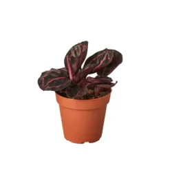 Calathea Dottie | Calathea Roseopicta Dottie | Exotic Houseplants -Cheap Plantly Store 4 CALATHEA DOTTIE 938x938