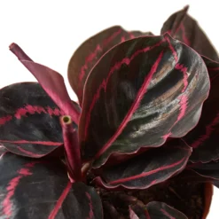 Calathea Dottie | Calathea Roseopicta Dottie | Exotic Houseplants -Cheap Plantly Store 4 CALATHEA DOTTIE DETAIL 938x938