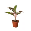 Red Siam Chinese Evergreen | Aglaonema | 4" Nursery Pot -Cheap Plantly Store 4 CH.EVERGREEN RED.SIAM 1 902x902