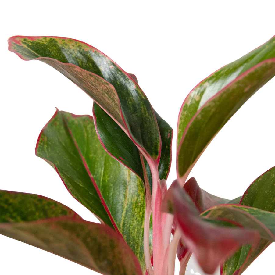 Red Siam Chinese Evergreen | Aglaonema | 4" Nursery Pot 4 Red Siam Chinese Evergreen | Aglaonema | 4" Nursery Pot - Image 2