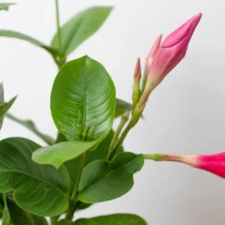 Hot Pink Mandevilla | Dipladenia | Flowering Houseplant 5 Hot Pink Mandevilla | Dipladenia | Flowering Houseplant -Cheap Plantly Store 4 DIPLADENIA PREMIER.HOT .PINK 2 902x902