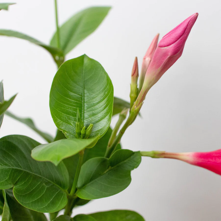 Hot Pink Mandevilla | Dipladenia | Flowering Houseplant 4 Hot Pink Mandevilla | Dipladenia | Flowering Houseplant - Image 2