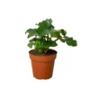 Philodendron Atom | Thaumatophyllum Bipinnatifidum | Exotic Houseplants -Cheap Plantly Store 4 PHILODENDRON ATOM 1 938x938