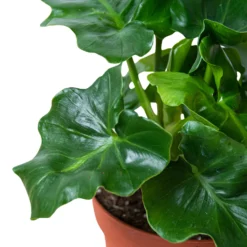 Philodendron Atom | Thaumatophyllum Bipinnatifidum | Exotic Houseplants -Cheap Plantly Store 4 PHILODENDRON ATOM 2 938x938