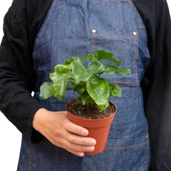 Philodendron Atom | Thaumatophyllum Bipinnatifidum | Exotic Houseplants -Cheap Plantly Store 4 PHILODENDRON ATOM 3 938x938