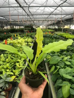 Ring Of Fire Gold | Philodendron | Rare Plant 4" Nursery Pot