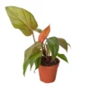 Philodendron Summer Glory | Gloriosum & Mccolleys Red Hybrid | Exotic Houseplant -Cheap Plantly Store 4 PHILODENDRON SUMMER.GLORY 1 938x938