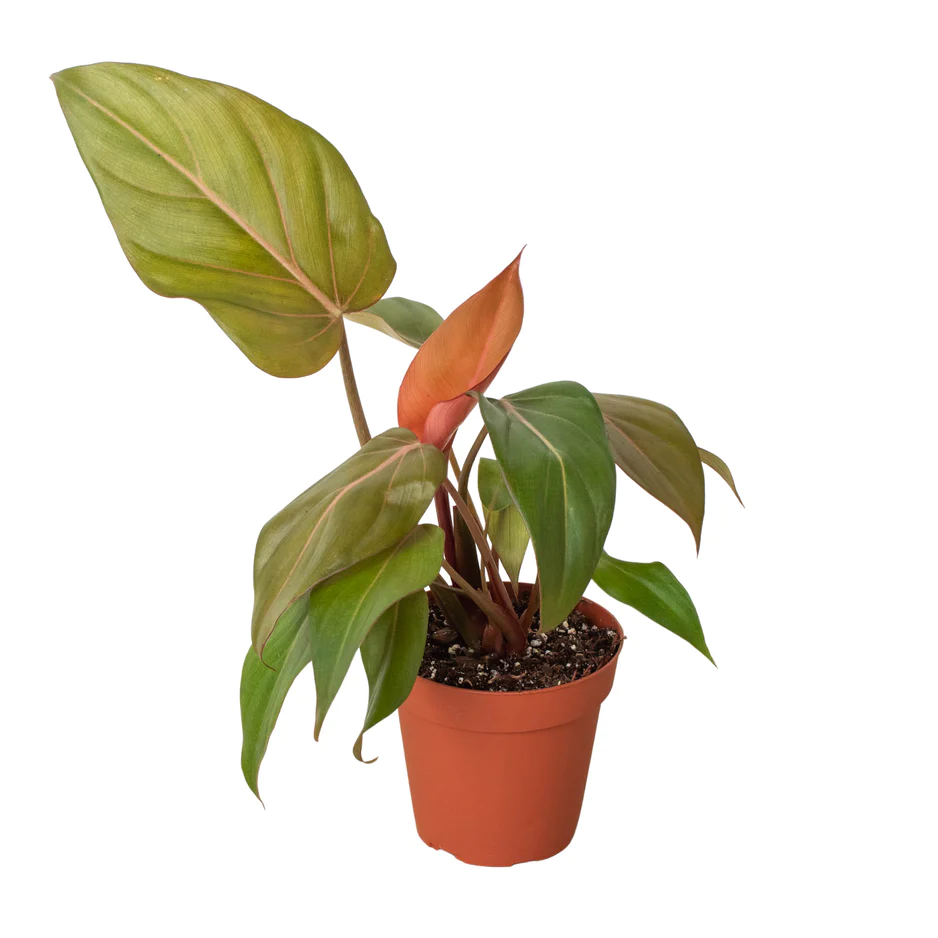 Philodendron Summer Glory | Gloriosum & Mccolleys Red Hybrid | Exotic Houseplant 3 Philodendron Summer Glory | Gloriosum & Mccolleys Red Hybrid | Exotic Houseplant