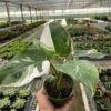 Philodendron 'White Princess' - Rare Variegated Foliage | 4-inch And 6-inch Pot 1 Philodendron 'White Princess' - Rare Variegated Foliage | 4-inch And 6-inch Pot -Cheap Plantly Store 4 PHILODENDRON WHITE.PRINCESS TEMP 525x700 1