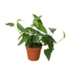 Cebu Blue Pothos | Epipremnum Pinnatum | Exotic Houseplant 2 Cebu Blue Pothos | Epipremnum Pinnatum | Exotic Houseplant -Cheap Plantly Store 4 POTHOS CEBU.BLUE 1 938x938