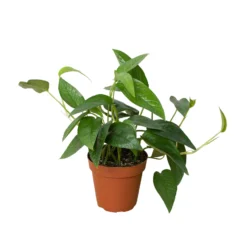 Cebu Blue Pothos | Epipremnum Pinnatum | Exotic Houseplant