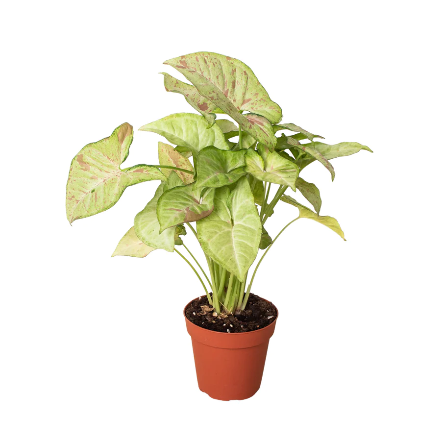 Syngonium Confetti | Syngonium Podophyllum | 4" Nursery Pot 3 Syngonium Confetti | Syngonium Podophyllum | 4" Nursery Pot